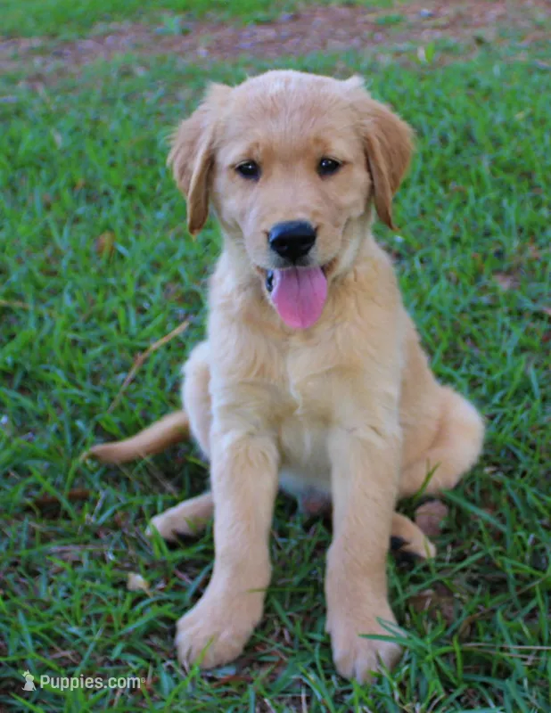 Green Boy 1 – Golden Retriever puppy for sale in Montezuma, GA