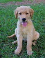 Green Boy 1, a male Golden Retriever for sale in Montezuma, GA – 1 of 6