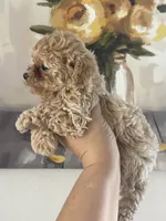 Bella AKC ( Tcup ), a female Poodle - Toy  for sale in Miami, FL – 5 of 10