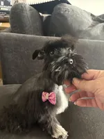 Mary CKC, a female Miniature Schnauzer for sale in Miami, FL – 4 of 9