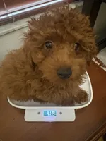 Robbie AKC, a male Poodle - Toy  for sale in Miami, FL – 4 of 8