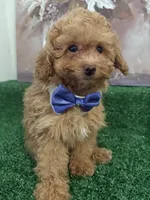 Rick AKC, a male Poodle - Toy  for sale in Miami, FL – 3 of 9