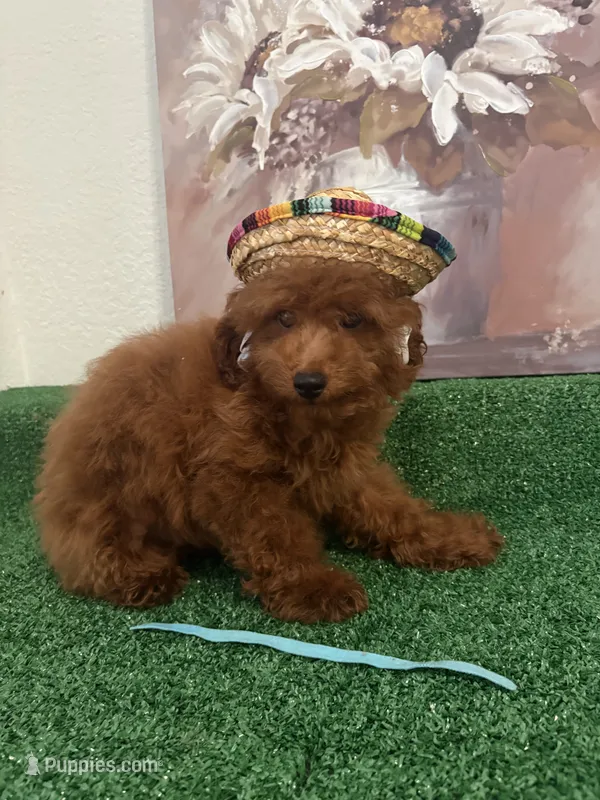 Charlie AKC – Poodle - Toy  puppy for sale in Miami, FL