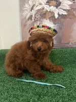 Charlie AKC, a male Poodle - Toy  for sale in Miami, FL – 1 of 9