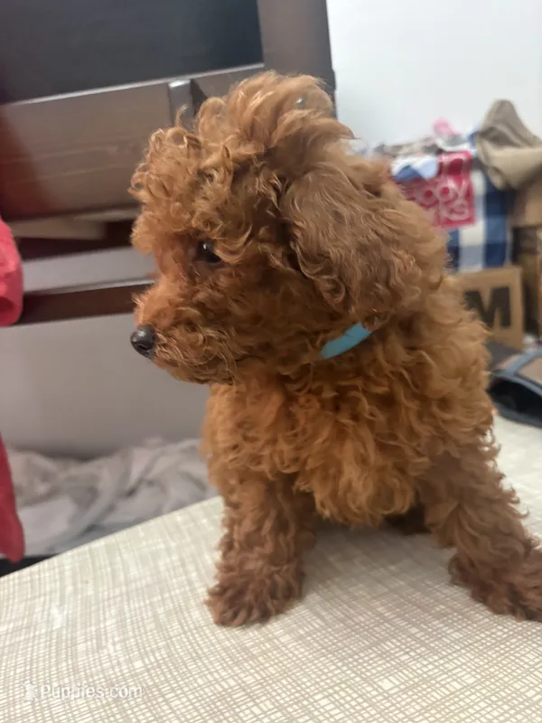Charlie AKC – Poodle - Toy  puppy for sale in Miami, FL