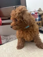 Charlie AKC, a male Poodle - Toy  for sale in Miami, FL – 1 of 7