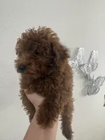 Luca AKC, a male Poodle - Toy  for sale in Miami, FL – 5 of 9