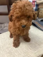 Charlie AKC, a male Poodle - Toy  for sale in Miami, FL – 4 of 7