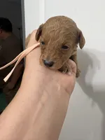 Roxy AKC, a male Poodle - Toy  for sale in Miami, FL – 3 of 3