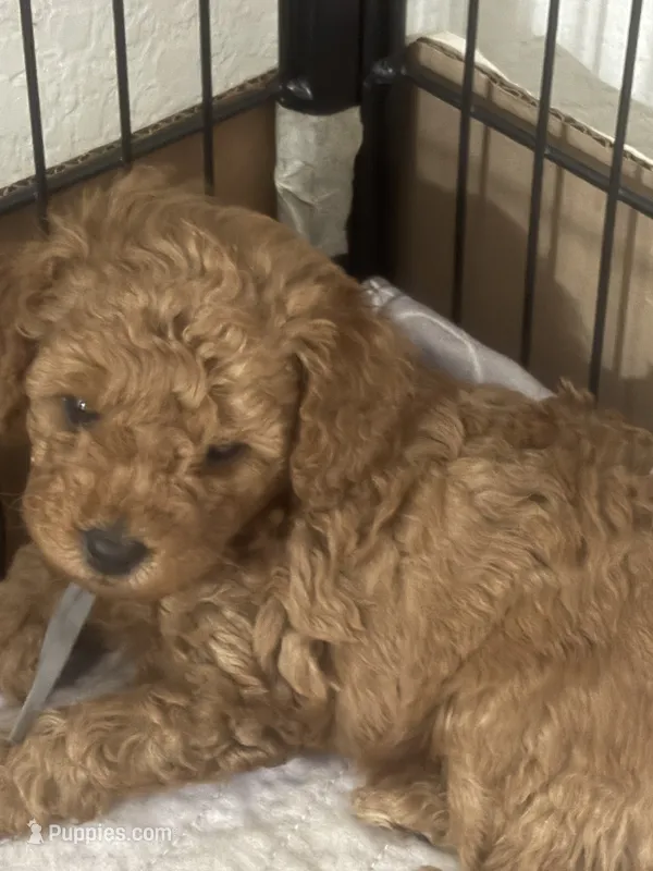 Nick AKC – Poodle - Toy  puppy for sale in Miami, FL
