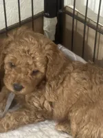 Nick AKC, a male Poodle - Toy  for sale in Miami, FL – 1 of 3
