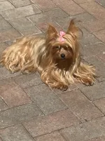 Princess , a female Yorkipoo for sale in Miami, FL – 6 of 8
