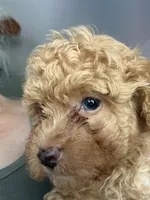 Rick AKC, a male Poodle - Toy  for sale in Miami, FL – 7 of 9