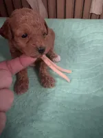 Roxy AKC, a male Poodle - Toy  for sale in Miami, FL – 2 of 3