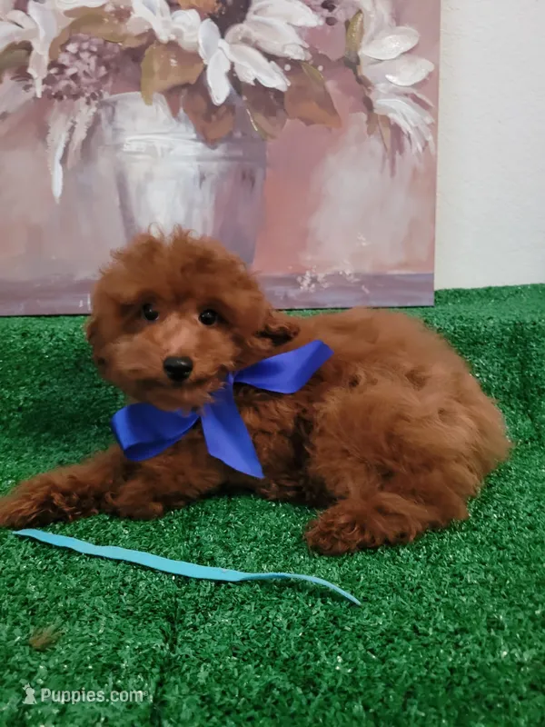 Robbie AKC – Poodle - Toy  puppy for sale in Miami, FL