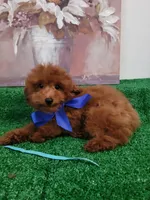 Robbie AKC, a male Poodle - Toy  for sale in Miami, FL – 1 of 8
