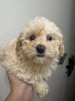 Gigi AKC, a female Poodle - Toy  for sale in Miami, FL – 7 of 9