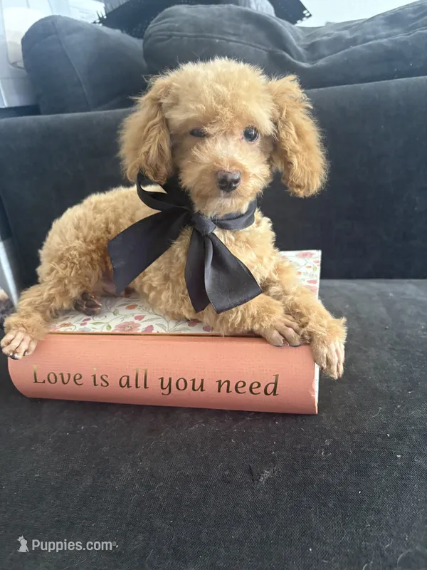 Rick AKC tcup – Poodle - Toy  puppy for sale in Miami, FL