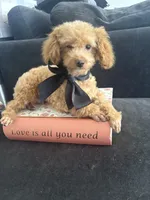 Rick AKC tcup, a male Poodle - Toy  for sale in Miami, FL – 1 of 10
