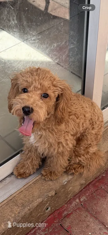 Rocky AKC  – Poodle - Toy  puppy for sale in Miami, FL