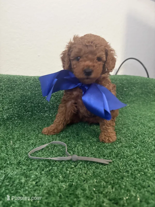 Ricki AKC – Poodle - Toy  puppy for sale in Miami, FL
