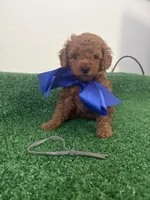 Ricki AKC, a male Poodle - Toy  for sale in Miami, FL – 1 of 6