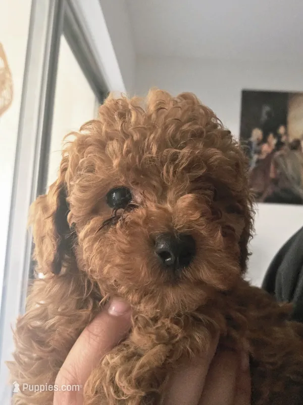 Milo AKC – Poodle - Toy  puppy for sale in Miami, FL