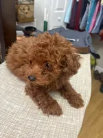 Robbie AKC, a male Poodle - Toy  for sale in Miami, FL – 2 of 5