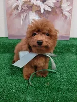 Luca AKC, a male Poodle - Toy  for sale in Miami, FL – 2 of 9