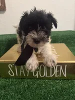 Roy, a male Miniature Schnauzer for sale in Miami, FL – 2 of 3