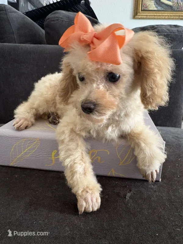 Bella AKC ( Tcup ) – Poodle - Toy  puppy for sale in Miami, FL