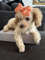 Bella AKC , a female Poodle - Toy  for sale in Miami, FL – 1 of 10