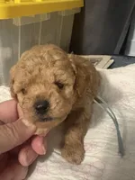 Ben AKC, a male Poodle - Toy  for sale in Miami, FL – 3 of 5