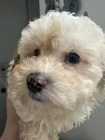 Gigi AKC, a female Poodle - Toy  for sale in Miami, FL – 6 of 9