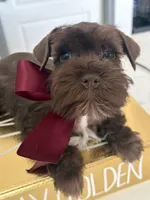 Roy ckc, a male Miniature Schnauzer for sale in Miami, FL – Photo 4 of 5