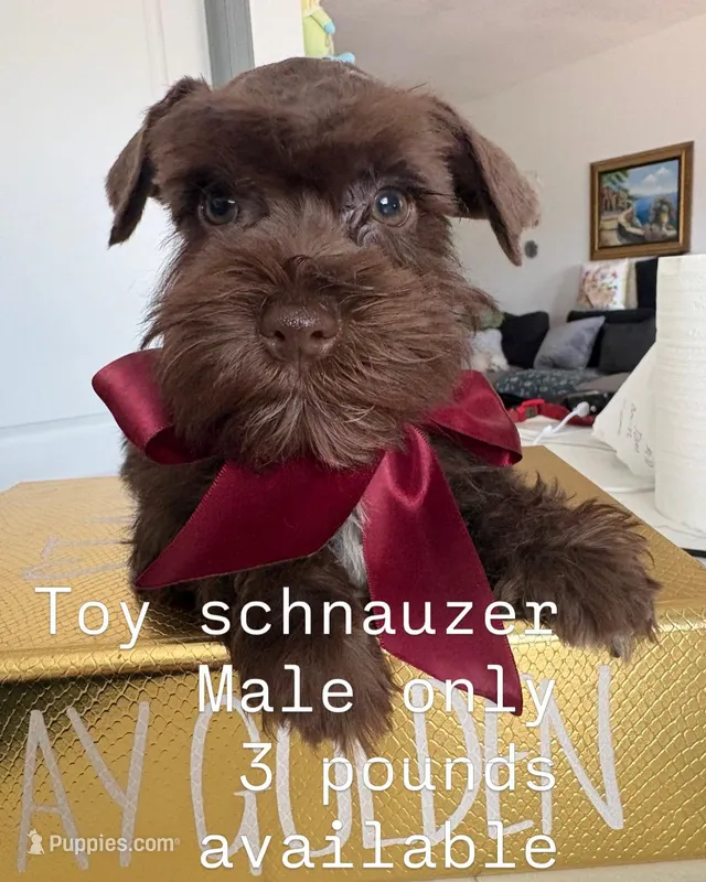 Roy ckc – Miniature Schnauzer puppy for sale in Miami, FL