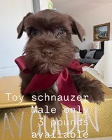 Roy ckc, a male Miniature Schnauzer for sale in Miami, FL – Photo 1 of 5