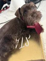 Roy ckc, a male Miniature Schnauzer for sale in Miami, FL – Photo 5 of 5