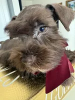 Roy ckc, a male Miniature Schnauzer for sale in Miami, FL – Photo 3 of 5