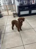 Gucci AKC, a female Poodle - Toy  for sale in Miami, FL – 2 of 10