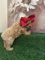Bella AKC ( Tcup ), a female Poodle - Toy  for sale in Miami, FL – 2 of 10