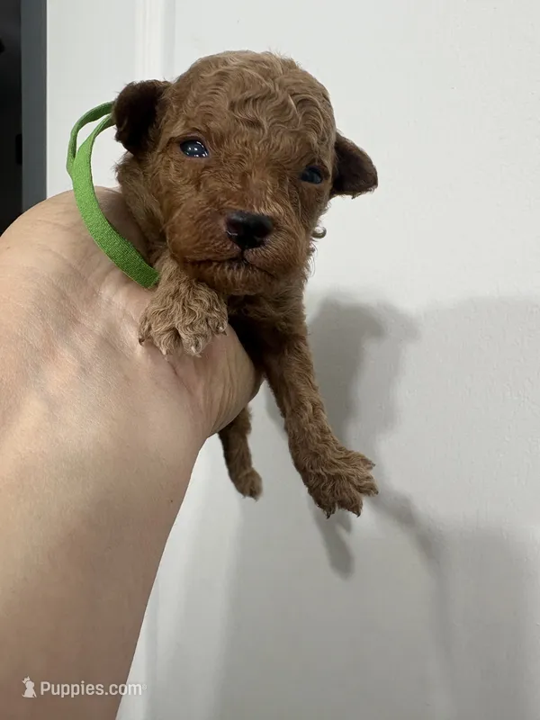 Peter AKC – Poodle - Toy  puppy for sale in Miami, FL