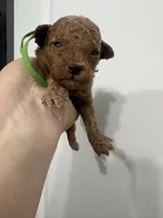 Peter AKC, a male Poodle - Toy  for sale in Miami, FL – 1 of 2
