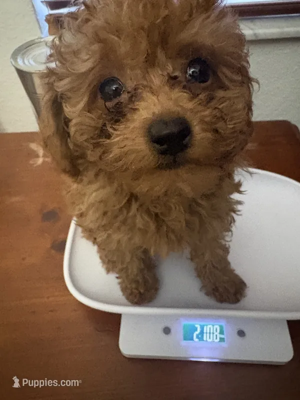 Milo AKC – Poodle - Toy  puppy for sale in Miami, FL