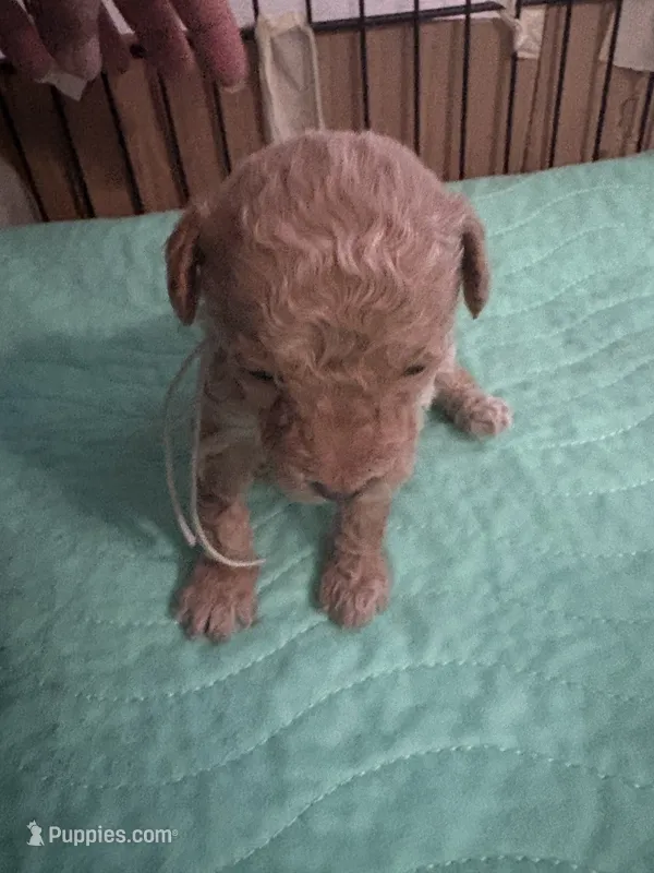 Peter – Poodle - Toy  puppy for sale in Miami, FL