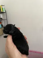 Lyla, a female Poodle - Toy  for sale in Miami, FL – Photo 2 of 4