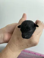 Lyla, a female Poodle - Toy  for sale in Miami, FL – Photo 1 of 4