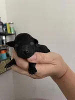 Lyla, a female Poodle - Toy  for sale in Miami, FL – Photo 4 of 4