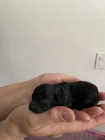 Lyla, a female Poodle - Toy  for sale in Miami, FL – Photo 3 of 4