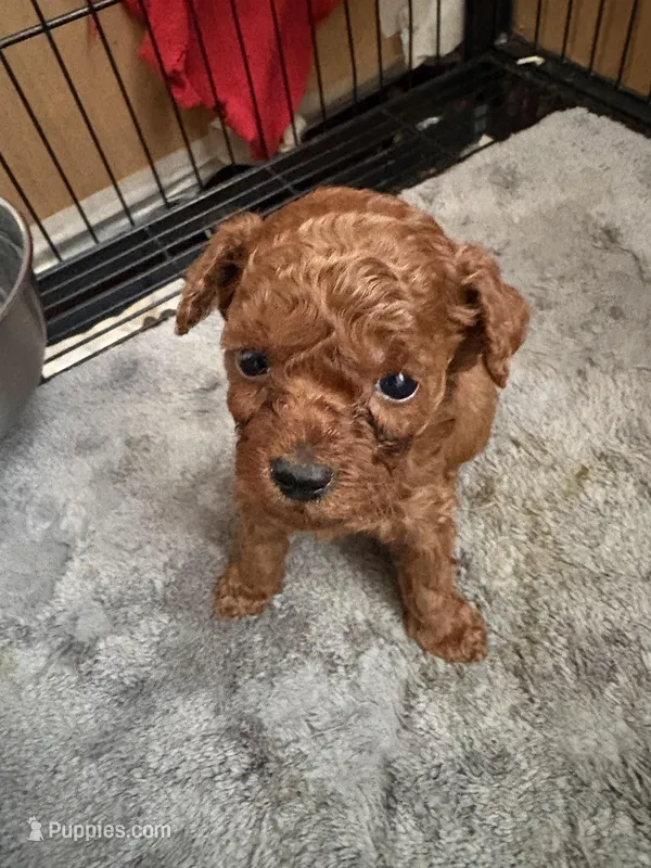 Charlie AKC – Poodle - Toy  puppy for sale in Miami, FL